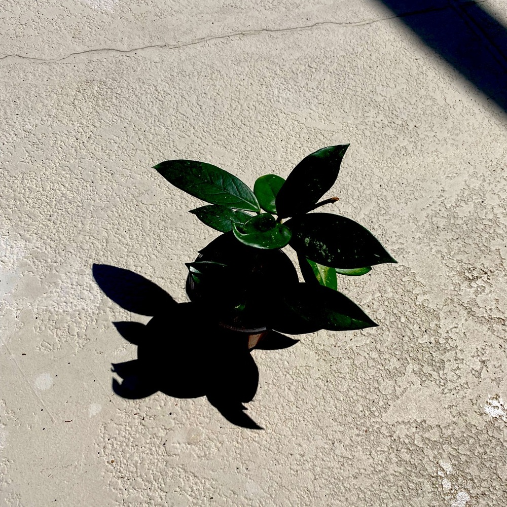 Hoya Carnosa Plant